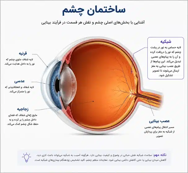 ساختمان چشم و شبکیه